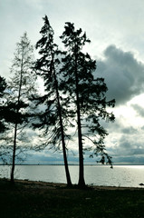 silhouette of a tree against the sea
