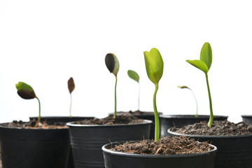 Group of green sprouts growing out from soil isolated on white background