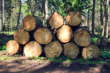 felled trees in logging