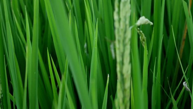 Clouse up  leptocorisa acuta or rice ear bug. the pest of rice.
