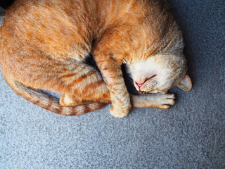 Yellow brown stripe Thai stray cat squeeze its legs and tail in oval shape, head chin up, sleep on the top left border of gradient gray grainy pattern stone floor background, with lower blank space