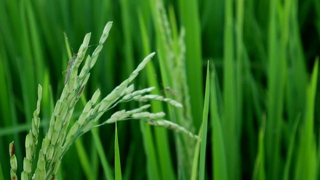 Clouse up  leptocorisa acuta or rice ear bug. the pest of rice.