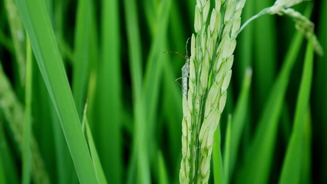 Clouse up  leptocorisa acuta or rice ear bug. the pest of rice.