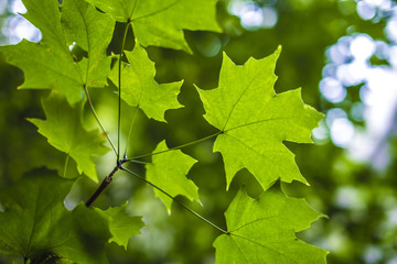 Fototapeta na wymiar October leaf
