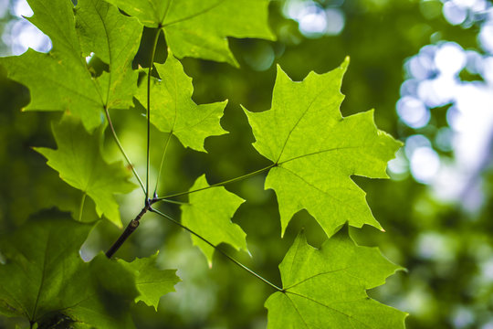 October leaf