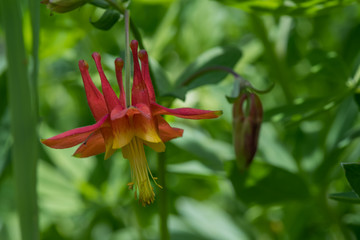 Close Up of Red and Yellow Columbine