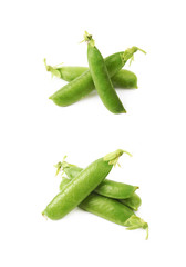 Green pea bean isolated