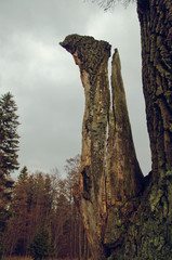 broken bough of an old tree in the Northern forest