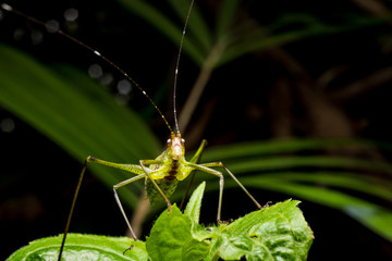 Close up of Grasshopper on green leaves.