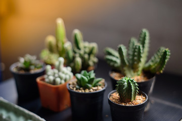 cactus in the morning light