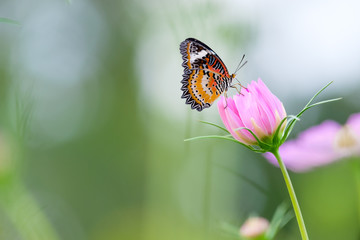 Monarch butterfly seeking nectar on a flower
