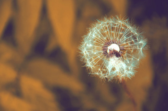 tinted image of pubescent dandelion seeds