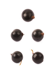 Single black currant berry isolated