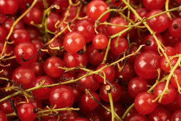 Surface covered with the red currant