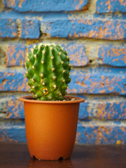 Beautiful cactus in pot.