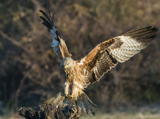 Milvus milvus red kite