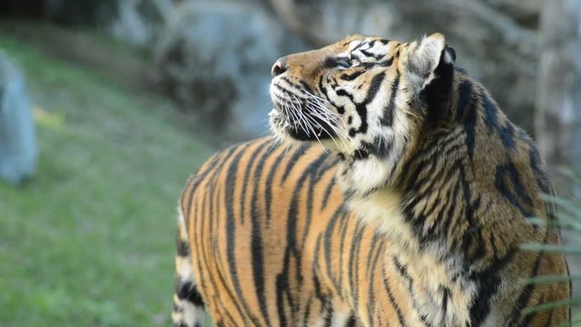 Sumatran Tiger approaching - Panthera tigris sumatrae