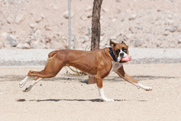Brown boxer running with a pink toy at the park and looking back