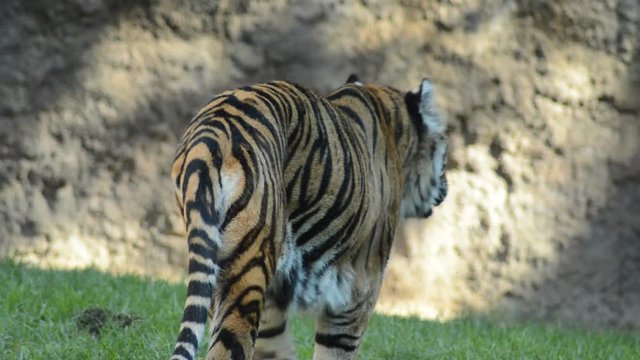 Sumatran Tiger walking in a natural park - Panthera tigris sumatrae