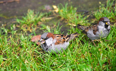 two sparrows on green grass