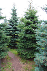 young spruce plantations, ornamental trees