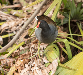 moorhen is hunting in the wetlands