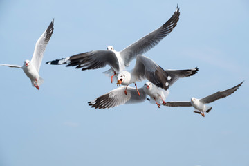 Closeup image of a flock of seagulls flying in the blue sky
