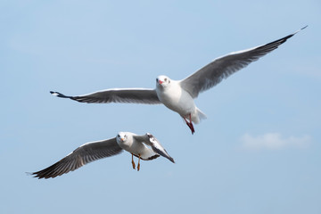 Closeup image of a flock of seagulls flying in the blue sky