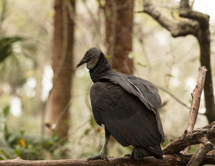 vulture watches from a distance while perched on a limb