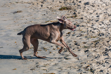 Obraz na płótnie Canvas A Weimaraner dog breed running on the sand at Dog Beach in San Diego, California.