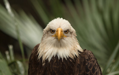 eagle eyes are staring at you