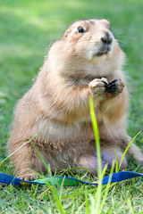 prairie dog (Cynomys ludovicianus) nibble the food, selective focus