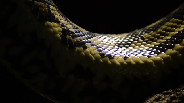 Scales of snake diamond python passing in close up - Morelia spilota