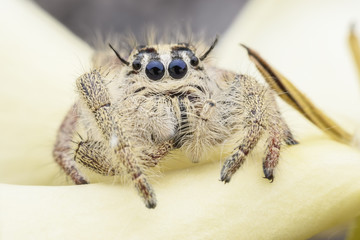 Super macro female Hyllus diardi or Jumping spider on flower