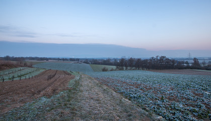 Wintermorgen in den Feldern Rheinhessens