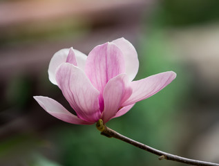 Fototapeta premium pink magnolia flower in garden