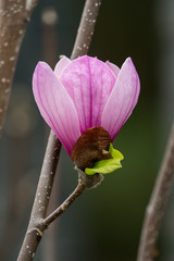 pink magnolia flower in garden