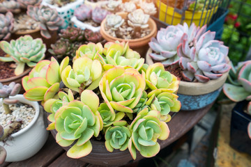 succulent plants arranged on the ground