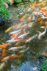 koi fishes in the pond