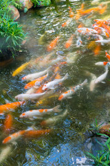 Fototapeta na wymiar koi fishes in the pond