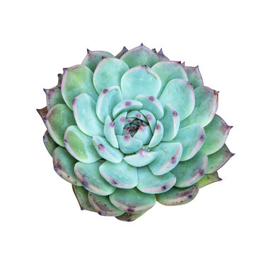 succulent plant isolated on white