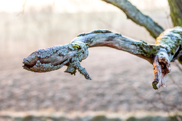 Abgestorbener Ast an einem Wintermorgen in den Feldern Rheinhessens