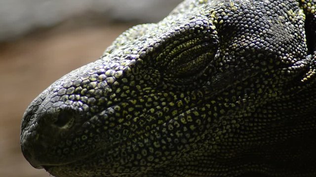 Varanus salvadorii closing and opening a eye, crocodile monitor lizard - Varanus salvadorii