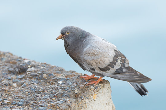 Pigeon standing on concrete roof 