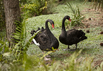 black swan male and female are spotted in nature