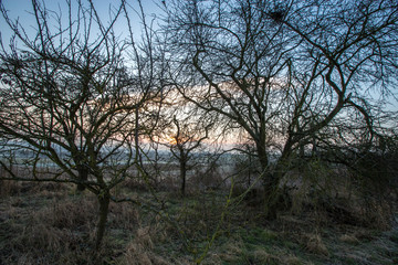 Fototapeta na wymiar Kahle Bäume im winterlichen Sonnenaufgang