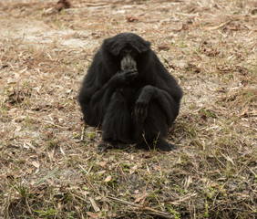 monkey is looking at you while eating