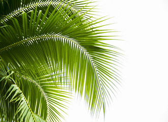 Obraz premium Detail of coconut trees with soft light background or vintage style.