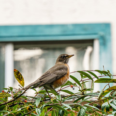 American Robin Perched on a bush Branch Against bright Background.