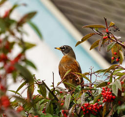 American Robin Perched on a bush Branch Against bright Background.